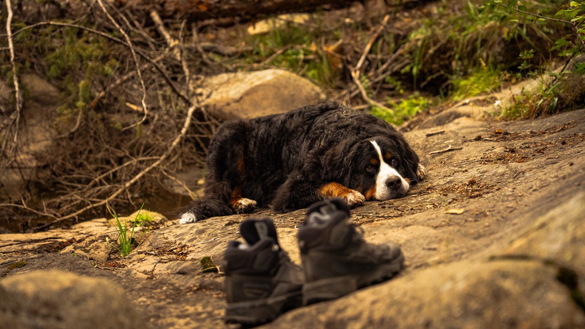 Off leash