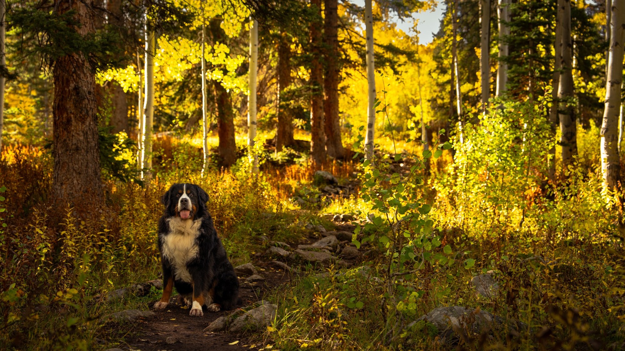 Aspen patrol